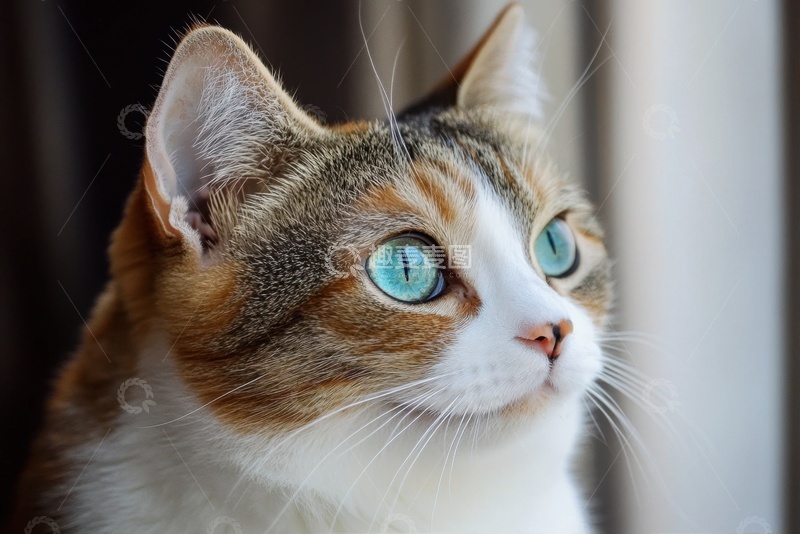 高清大图下载【趣麦麦图】蓝眼睛的小猫咪