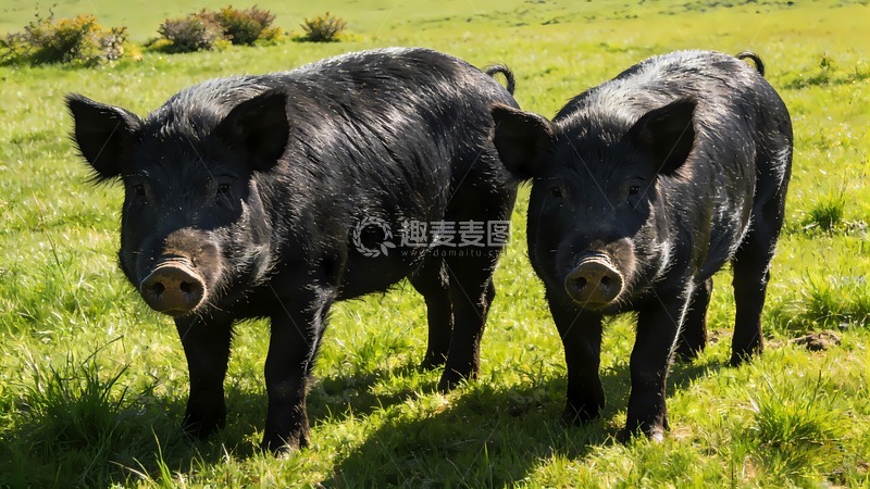 高清大图下载【趣麦麦图】两只黑猪看着镜头
