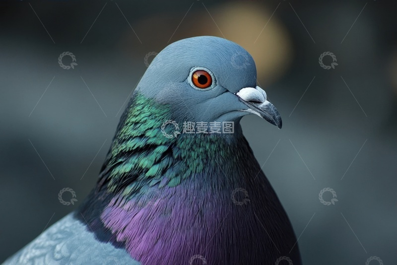 高清大图下载【趣麦麦图】一只灰色的鸽子特写摄影