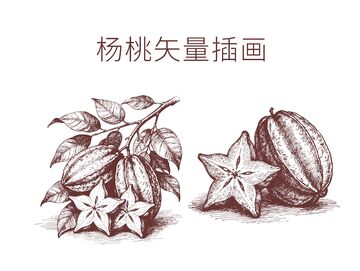 线描杨桃矢量插画