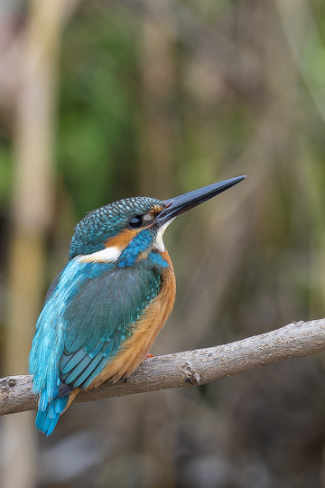 艳丽的翠鸟仰望天空