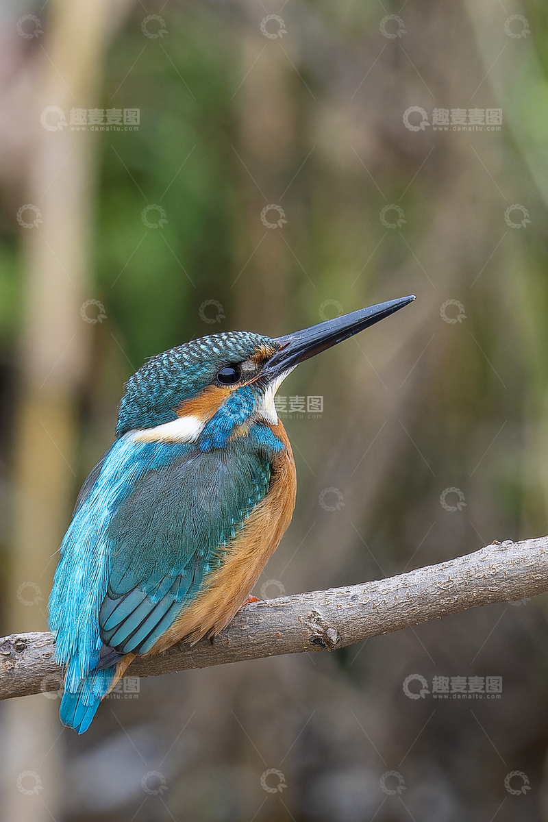 高清大图下载【趣麦麦图】艳丽的翠鸟仰望天空