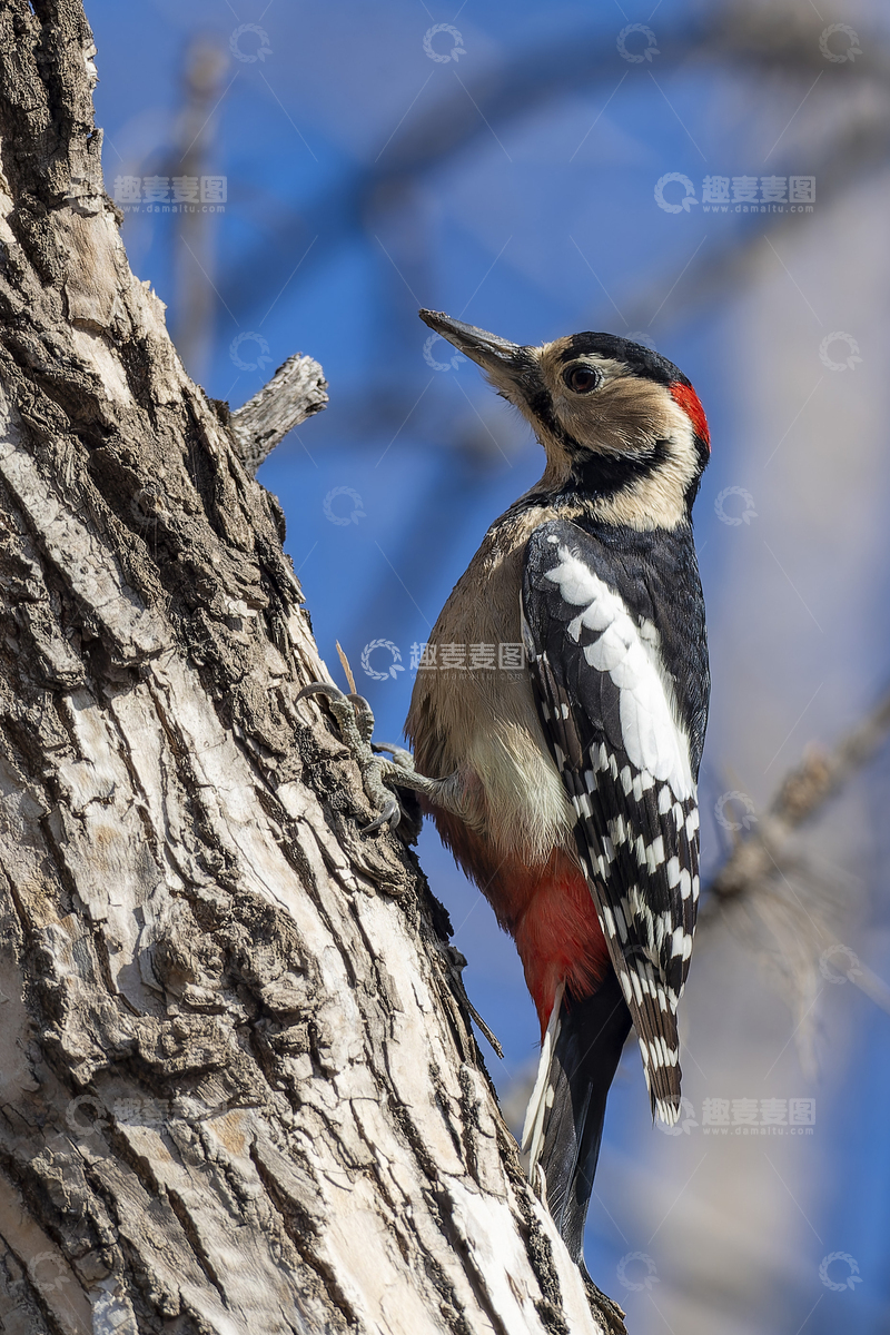 高清大图下载【趣麦麦图】大斑啄木鸟靓照