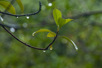 雨中树叶滴水