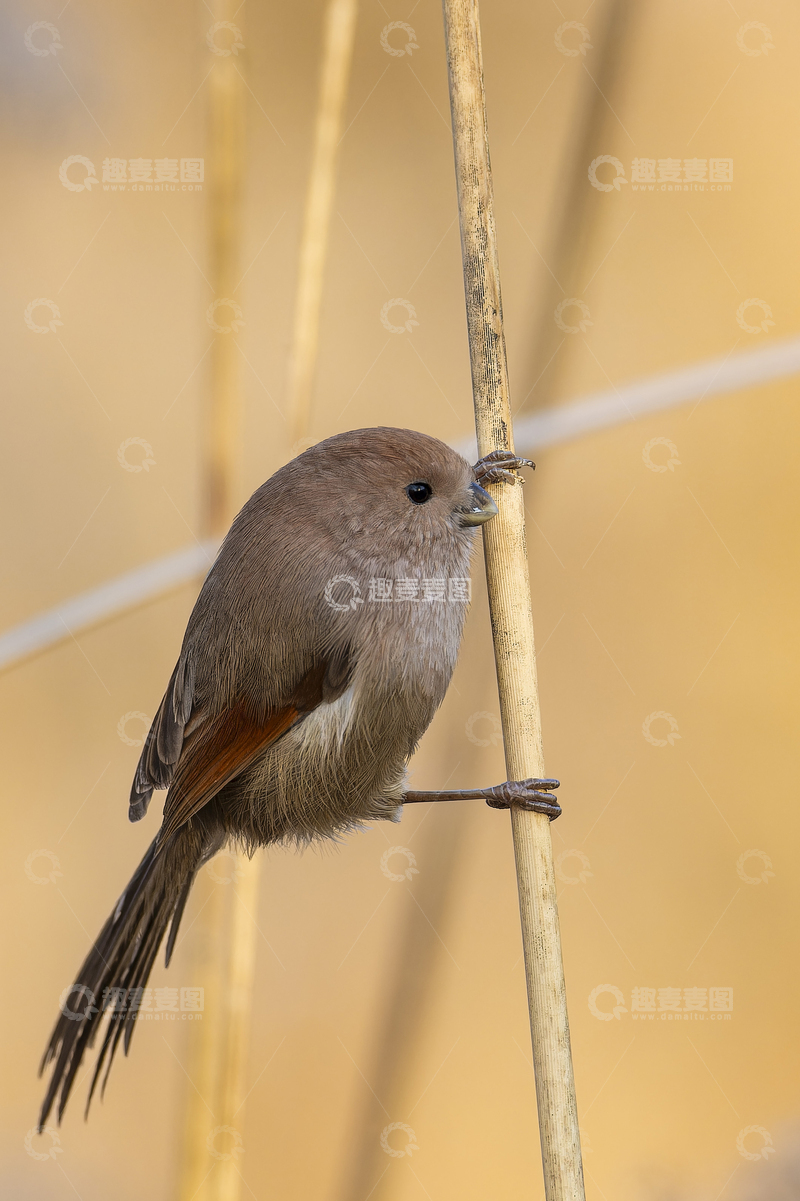 高清大图下载【趣麦麦图】棕头鸦雀站芦苇梢