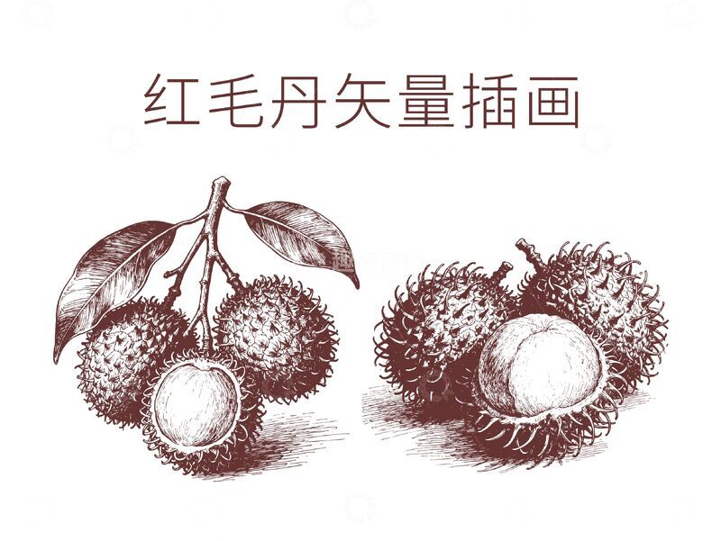 源文件下载【趣麦麦图】线描红毛丹插画