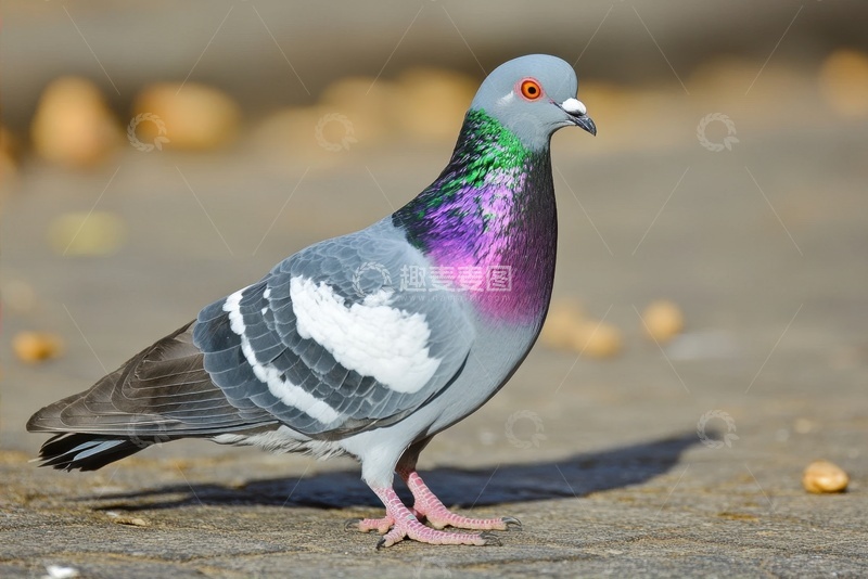 高清大图下载【趣麦麦图】广场上站立的一只灰色鸽子
