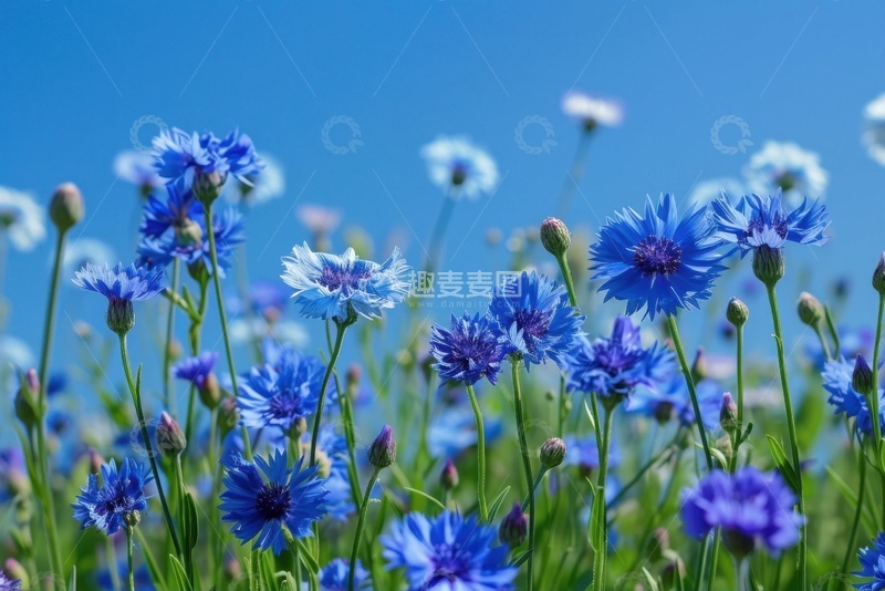 高清大图下载【趣麦麦图】蓝色的野花花丛