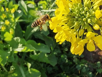 正在采蜜的蜜蜂