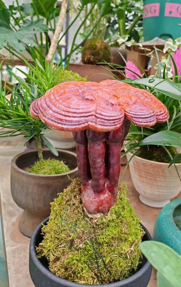 灵芝盆栽绿色植物装饰