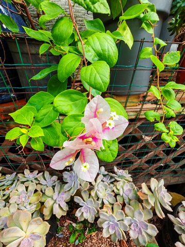 绿意盎然花卉园艺景观