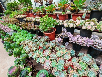 多肉植物盆栽园艺展示