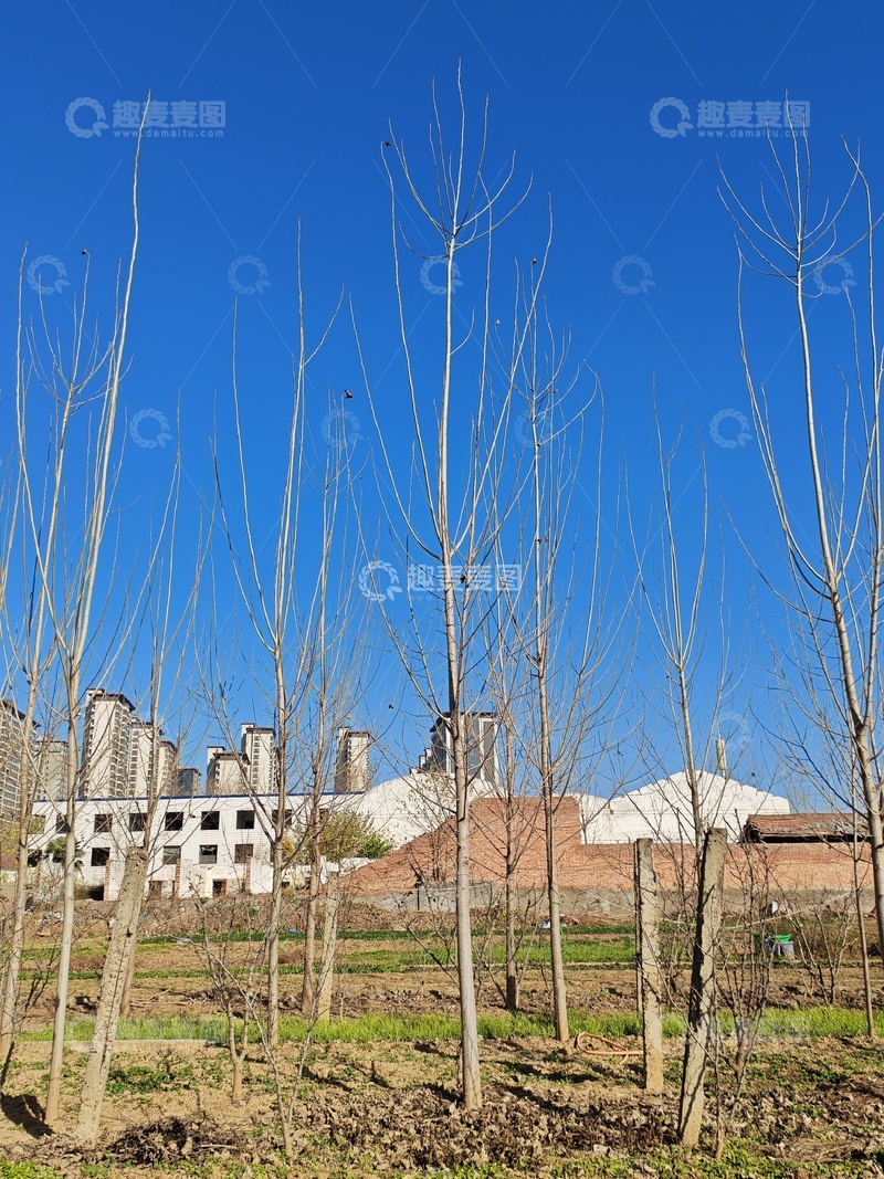 高清大图下载【趣麦麦图】蓝色天空下和树木