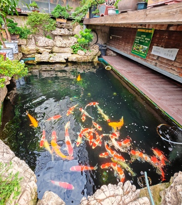 庭院锦鲤池风光