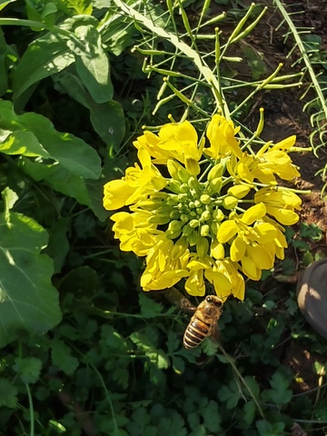 油菜花上的蜜蜂