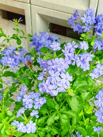 蓝花盛开庭院美景