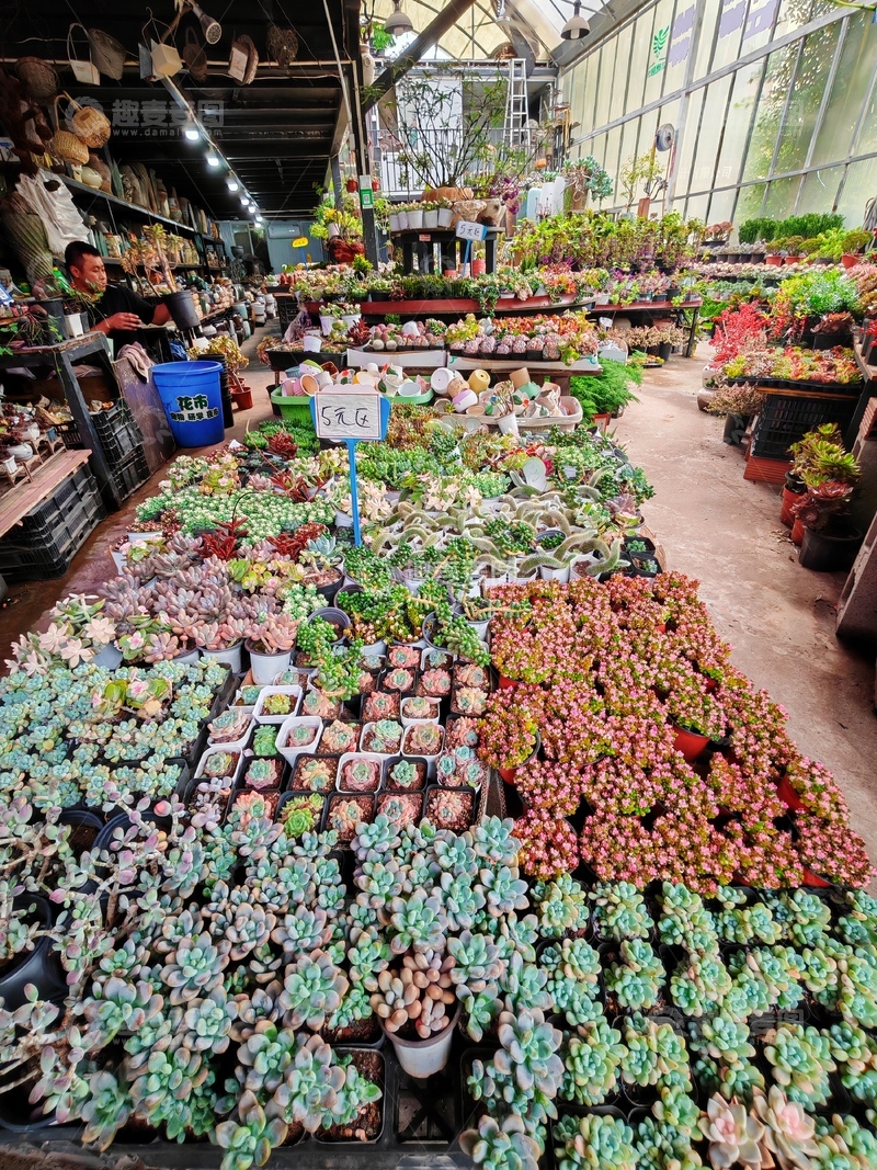 高清大图下载【趣麦麦图】温室多肉植物展示