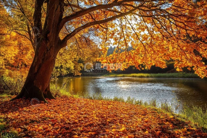 高清大图下载【趣麦麦图】秋季公园河流边的大树