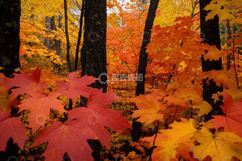 高清大图下载【趣麦麦图】秋天的枫树林