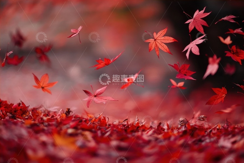 高清大图下载【趣麦麦图】红色的枫叶落叶