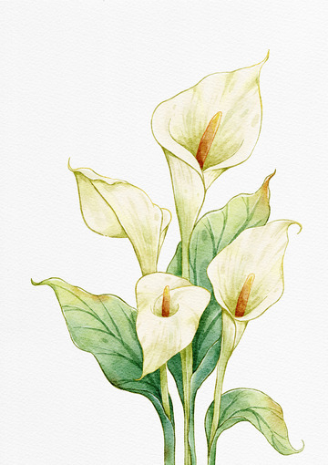 水彩画马蹄莲植物插画