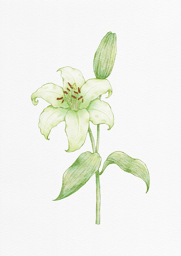 水彩百合花手绘植物插画