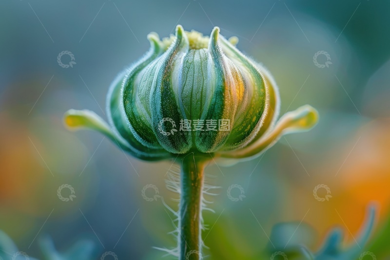 高清大图下载【趣麦麦图】一朵花苞特写摄影