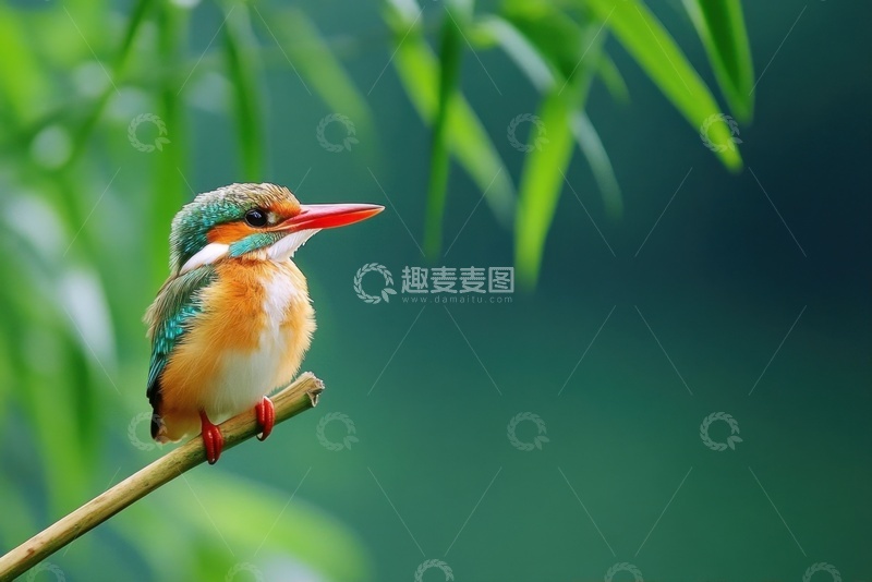 高清大图下载【趣麦麦图】小小的一只翠鸟