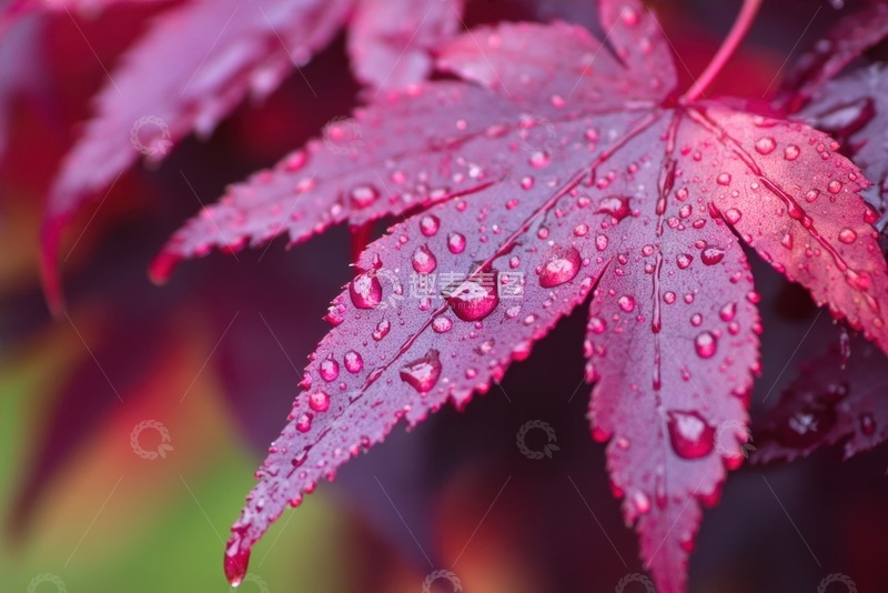 高清大图下载【趣麦麦图】红色的枫叶露水