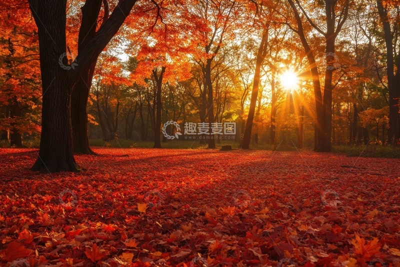 高清大图下载【趣麦麦图】秋季落叶满地的枫树林