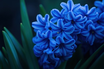 蓝色的风信子摄影