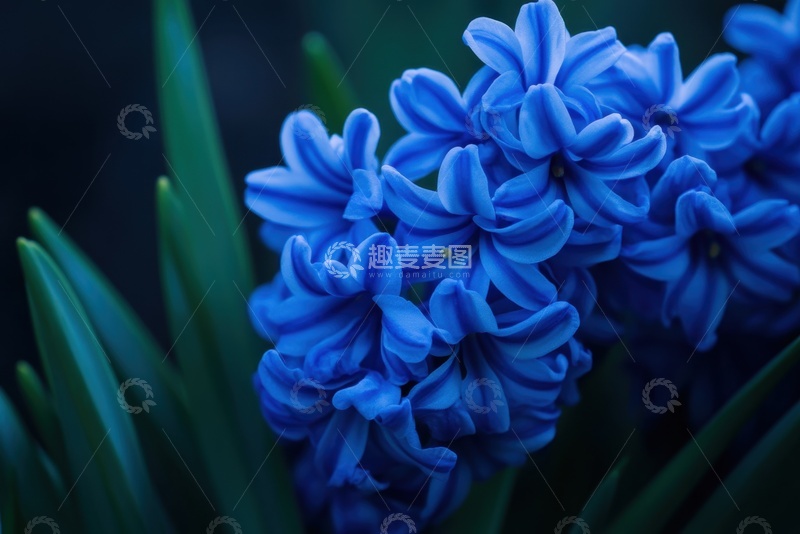 高清大图下载【趣麦麦图】蓝色的风信子摄影