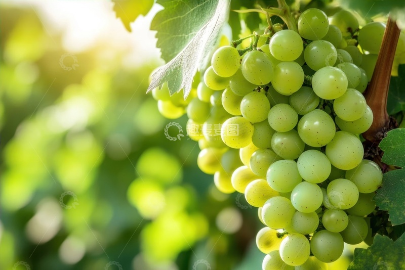 高清大图下载【趣麦麦图】葡萄园里的绿色葡萄串