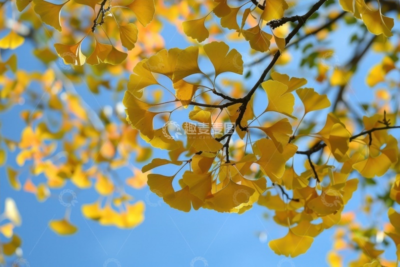 高清大图下载【趣麦麦图】银杏树叶树枝蓝天风景