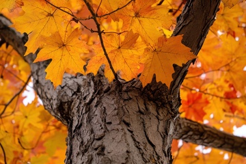 一颗大枫树摄影