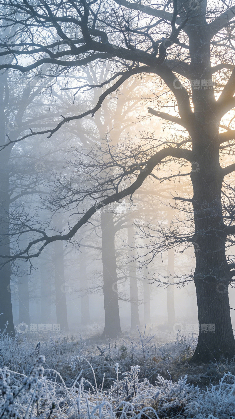 高清大图下载【趣麦麦图】冬日雾林静谧晨光1