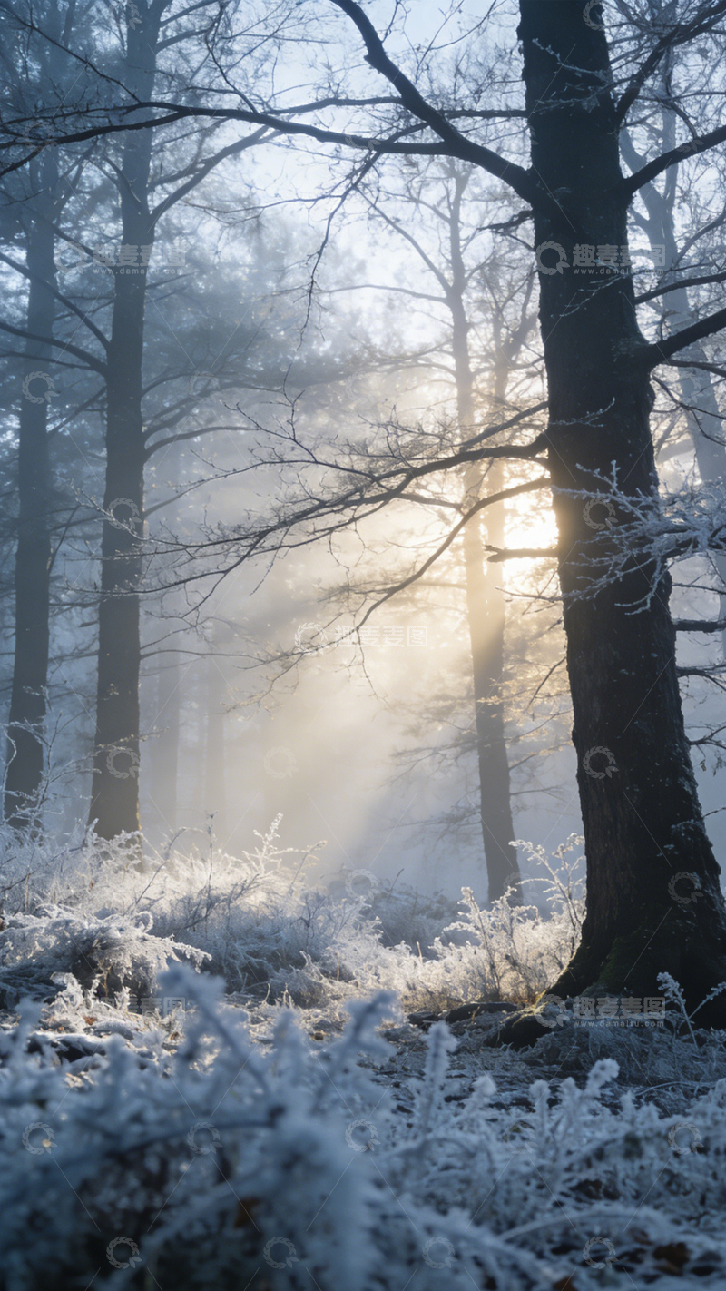 高清大图下载【趣麦麦图】冬日雾林静谧晨光2
