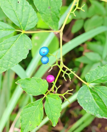 野生植物彩色浆果特写