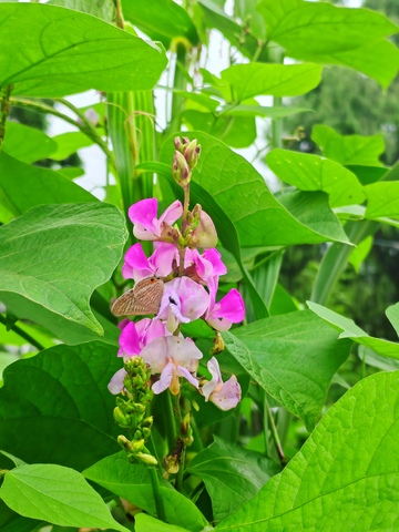 自然风粉色花朵绿叶摄影图