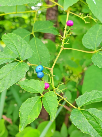 色彩斑斓植物果实特写