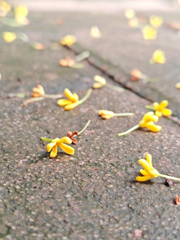 石板路上桂花落