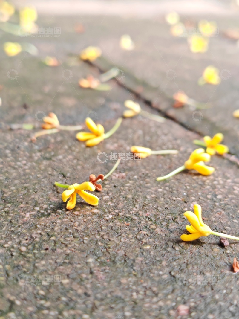 高清大图下载【趣麦麦图】石板路上桂花落
