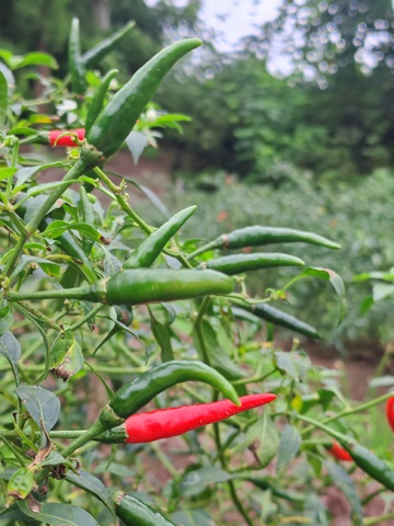 辣椒园丰收景象