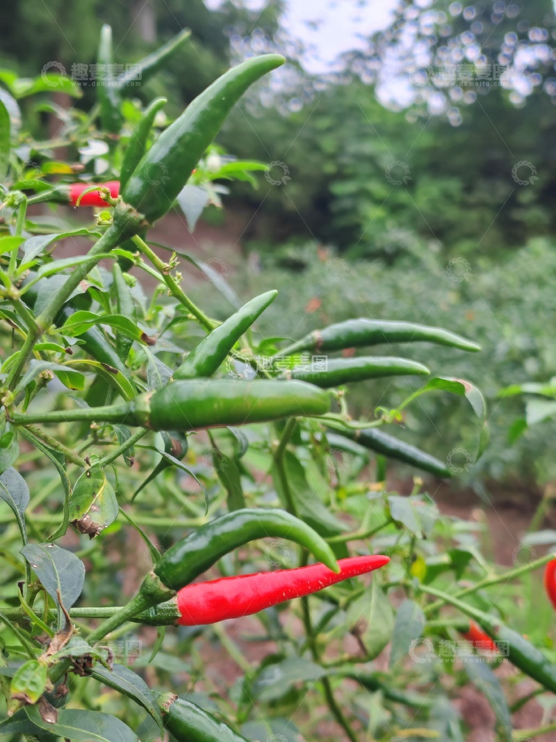 高清大图下载【趣麦麦图】辣椒园丰收景象