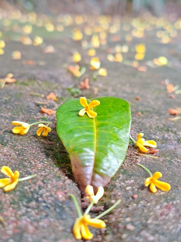 绿叶黄花自然风景摄影图片