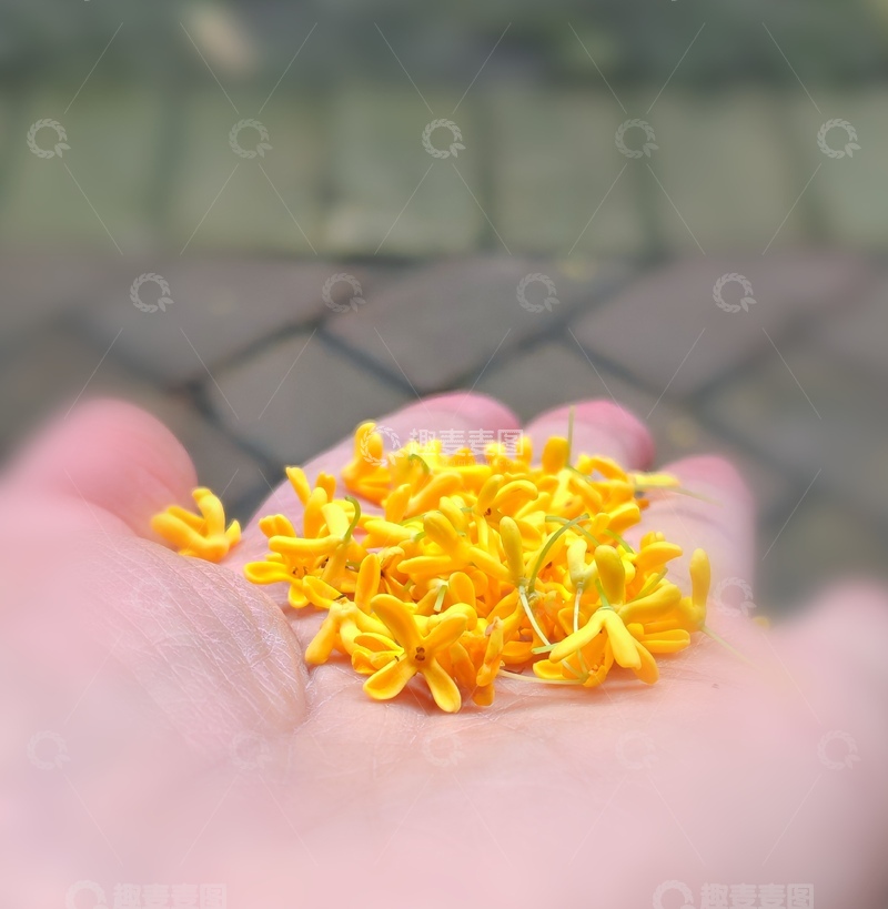 高清大图下载【趣麦麦图】手捧金黄桂花