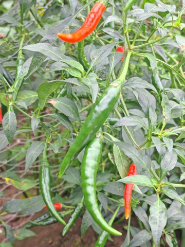 辣椒园成熟红绿相间