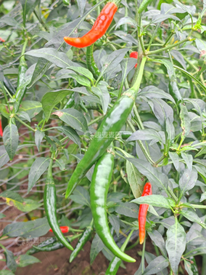 高清大图下载【趣麦麦图】辣椒园成熟红绿相间