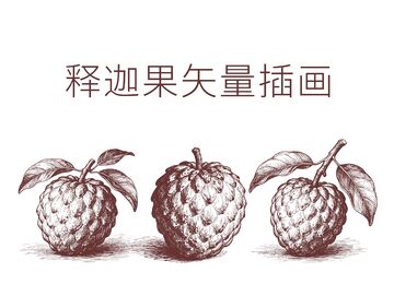 释迦果矢量插画