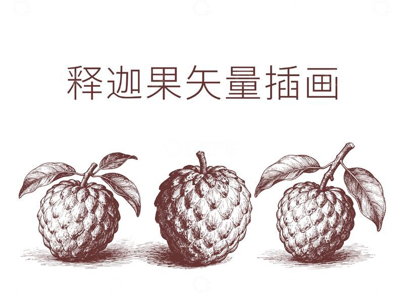 源文件下载【趣麦麦图】-释迦果矢量插画